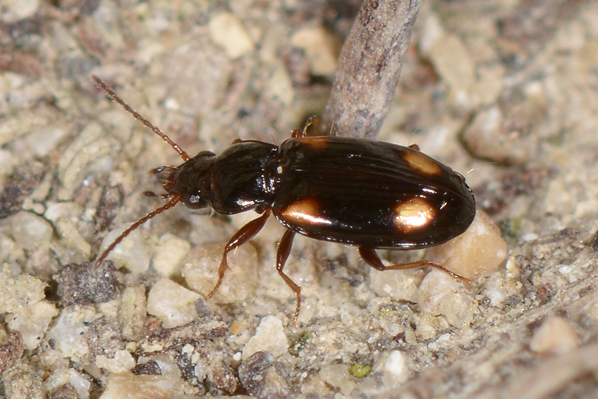 Carabidae: Elaphropus sp.?  No, Tachyura sp.